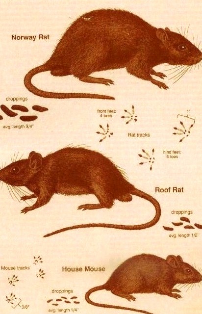 Norway rats are large and